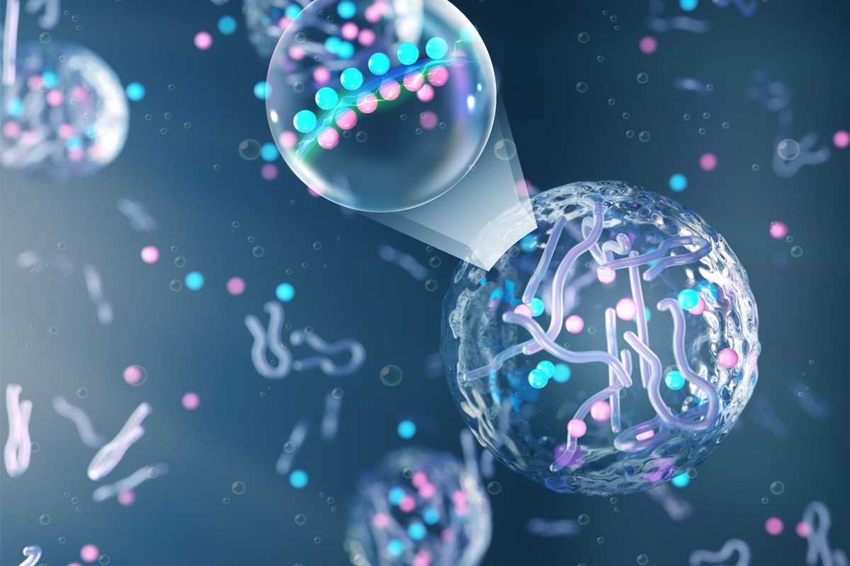Researchers from Duke University and Washington University in St. Louis have shown that the formation of biological condensates affects cellular activity far beyond their immediate vicinity. By influencing electrical gradients within the cell and, in turn, the cellular membrane, they can affect global traits and outcomes such as resistance to antibiotics.