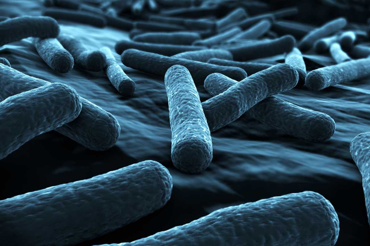 Close-up of E. coli bacteria. Tae Seok Moon, professor in the McKelvey School of Engineering, has designed a biosensor, using E. coli as a starting point from which to build a system that can detect individual chemicals in a person's gut. (Image: Shutterstock)
