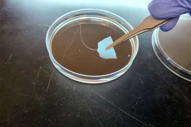 The hair-like fiber pictured here is a sample of SAM, silk-amyloid-mussel protein hybrid, an engineered protein polymer that can be easily recycled and reused when dropped in a solvent.