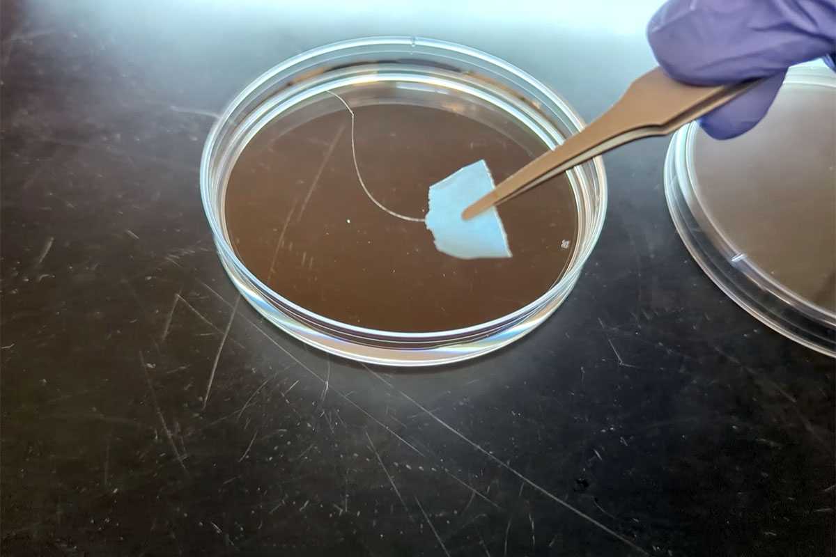 The hair-like fiber pictured here is a sample of SAM, silk-amyloid-mussel protein hybrid, an engineered protein polymer that can be easily recycled and reused when dropped in a solvent.