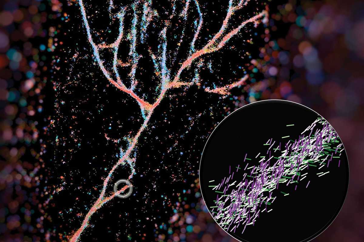 Single-molecule orientation–localization microscopy captures fluorescence from Nile red molecules as they transiently bind to fibrils composed of engineered KFE8 peptides.  (Image: Weiyan Zhou)