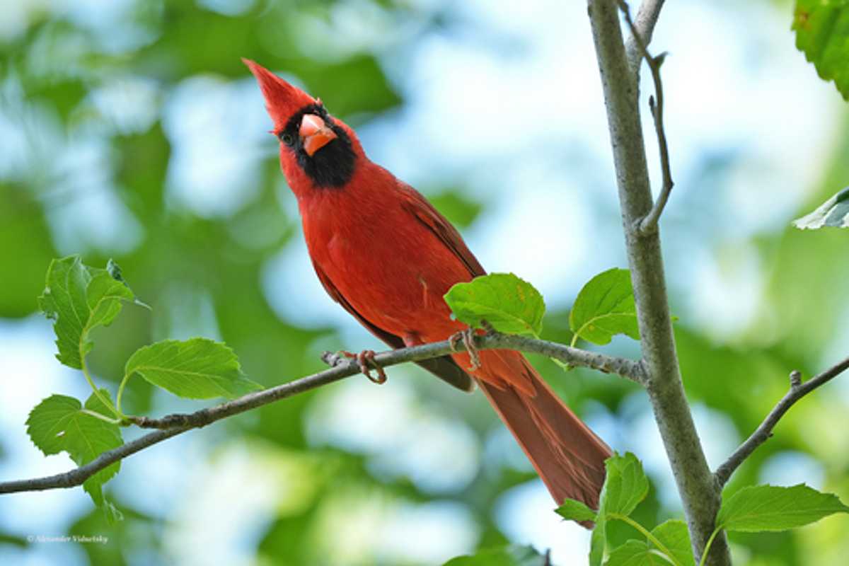 Nathan Jacobs’ lab developed ProM3E, a model that accepts any combination of inputs — a photograph, an audio recording, a satellite image, geographic location and more — and uses whatever it's given to help identify different species observed in nature. The model was used with data from iNaturalist and eBird, which has millions of pictures of plants, animals and birds, including this Northern Cardinal photographed in the St. Louis area, uploaded by users. (Credit: Alexander Viduetsky, iNaturalist). 