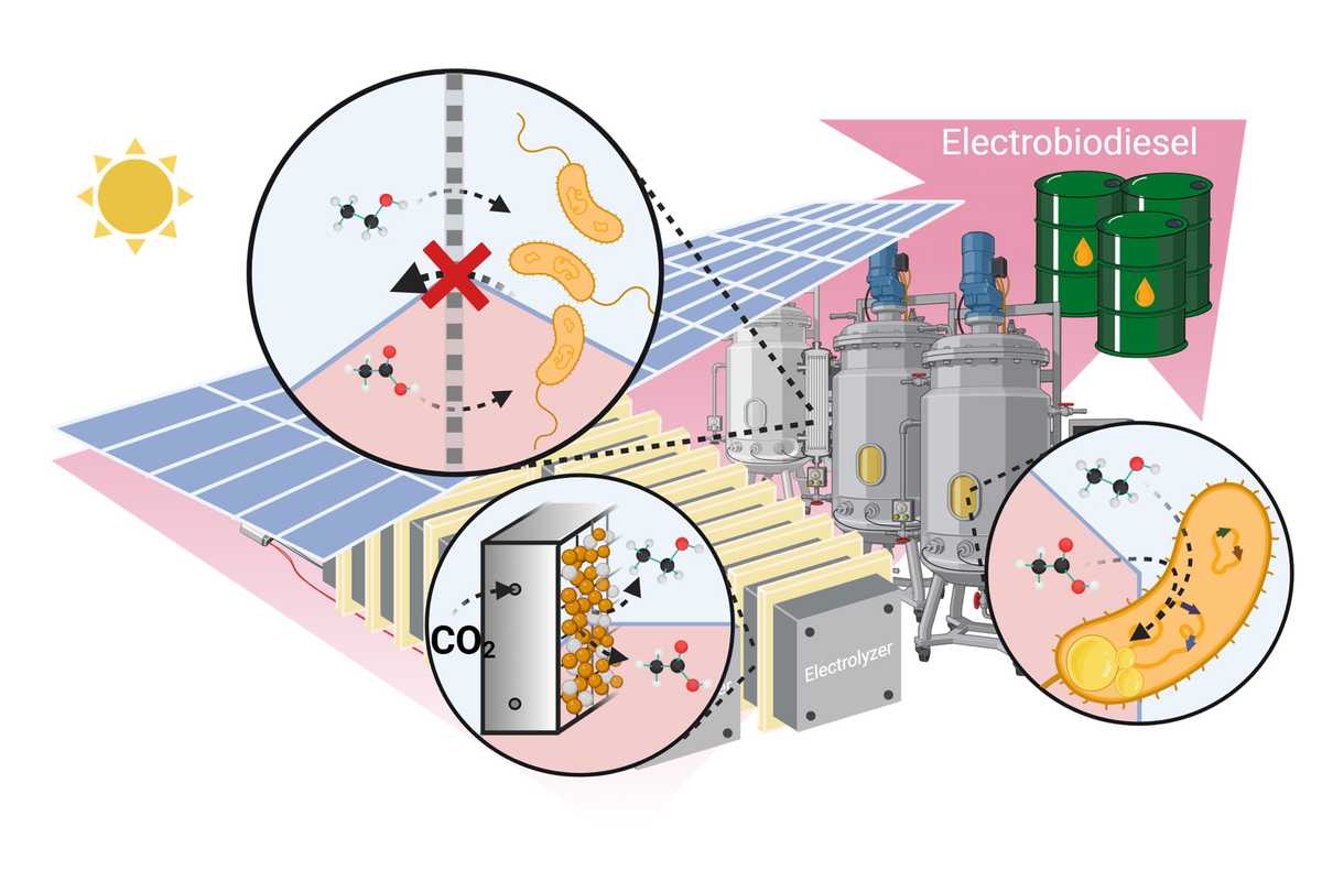 Researchers in the labs of Joshua Yuan in the McKelvey School of Engineering and Susie Dai at the University of Missouri used electrocatalysis of carbon dioxide to turn carbon dioxide into intermediates that are then converted by microbes into lipids, or fatty acids, and ultimately became biodiesel feedstock. The process is much more efficient that photosynthesis and uses significantly less land than soybean-based biodiesel. (Credit: Kainan Chen)