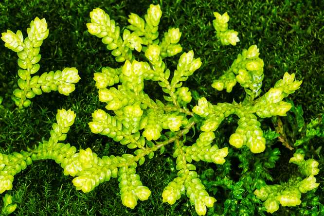 Solutions through Planetary Health Research (SPHERE) is a newly launched research network at WashU Public Health. The network aims to improve the interconnected health of people and the planet through innovative, collaborative research. (Photo: Zachary Linhares/WashU Public Health)