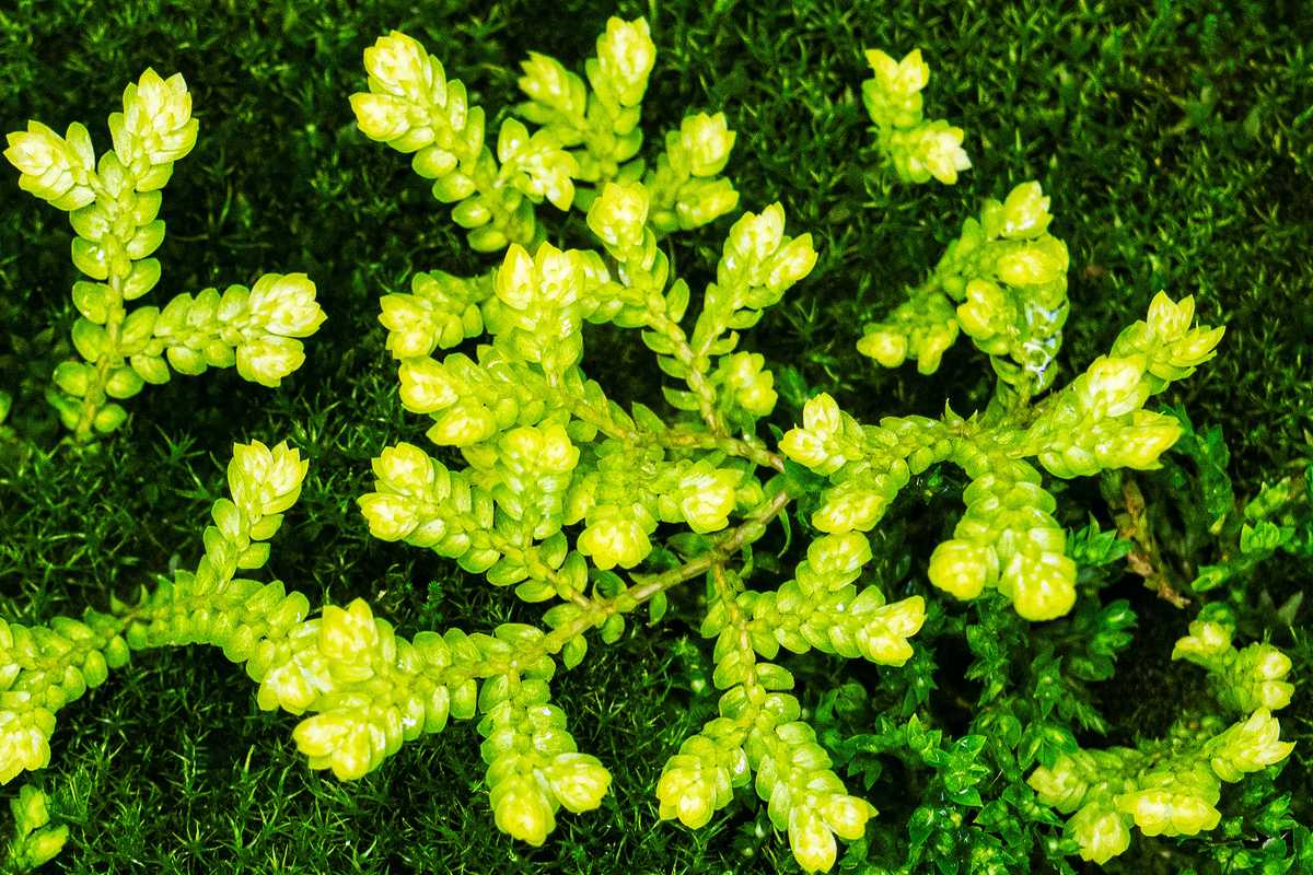 Solutions through Planetary Health Research (SPHERE) is a newly launched research network at WashU Public Health. The network aims to improve the interconnected health of people and the planet through innovative, collaborative research. (Photo: Zachary Linhares/WashU Public Health)