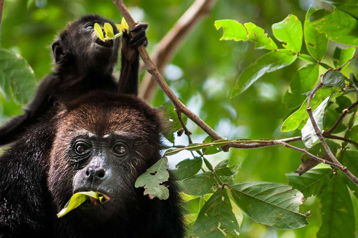 Black howler monkeys eat leaves in the tropical forest. (Photo: Shutterstock)