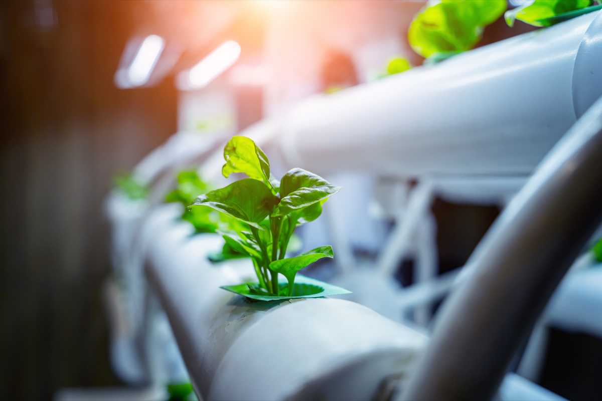 Under systems of electro-agriculture, photosynthesis is replaced with acetate and other feedstocks that allow for indoor plant growth. (Photo: Shutterstock).