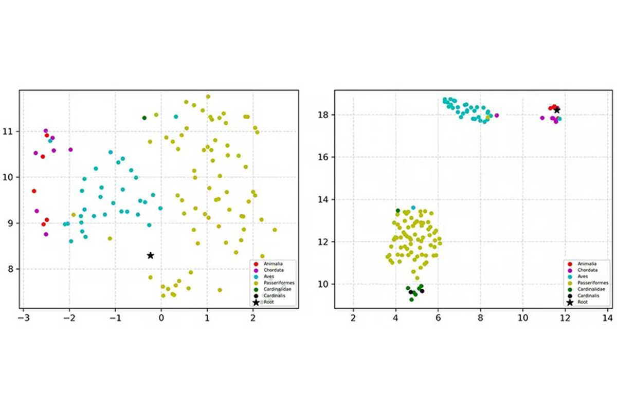  Fine-grained classification of images of species is a hallmark of biology and computer vision, but achieving this other than at the most granular stages of hierarchy can be difficult. A new model could change that, thanks to new research from Nathan Jacobs’ lab. (Credit: Srikumar Sastry)