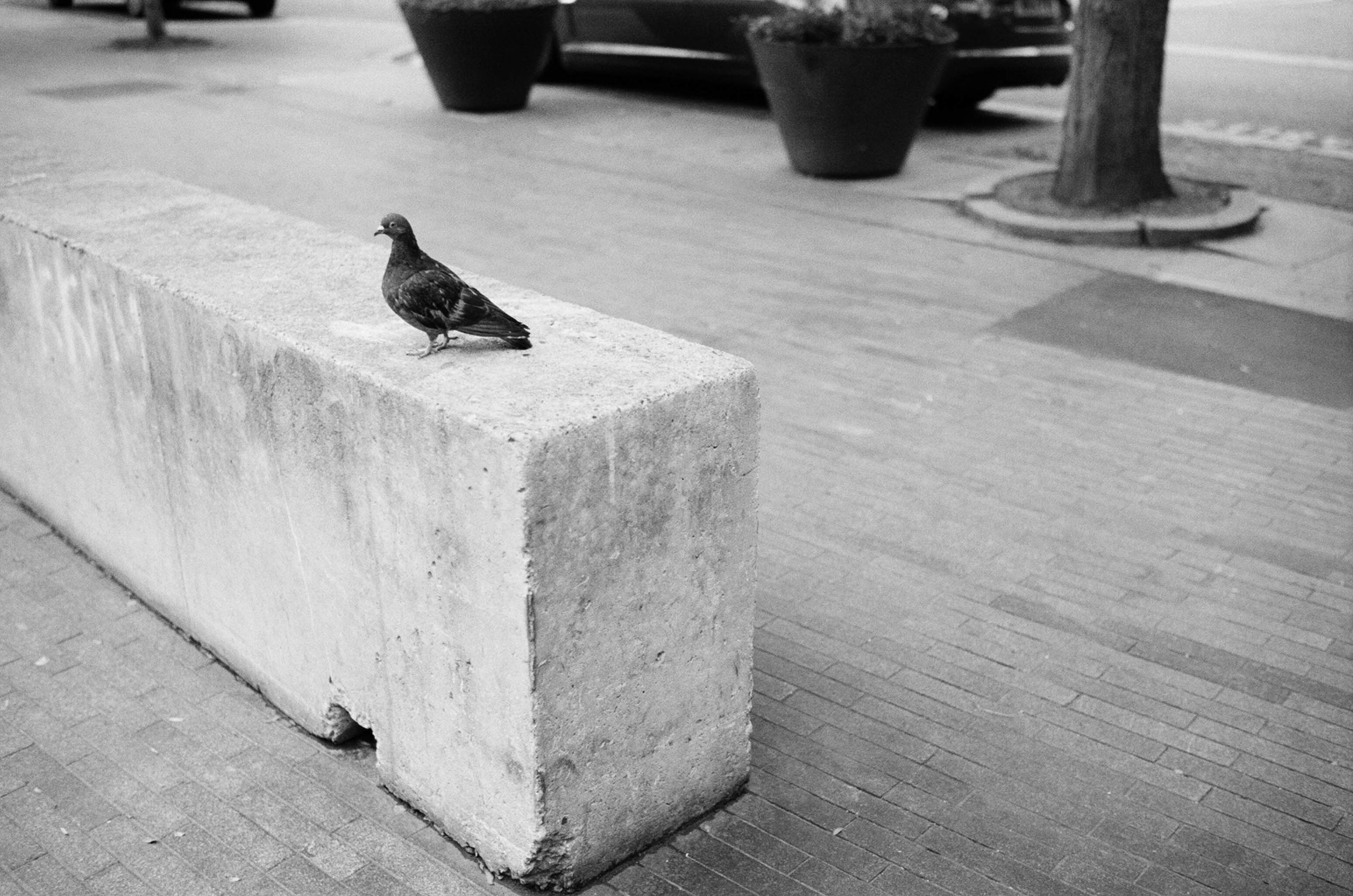 A pigeon sitting on a concrete bollard.
