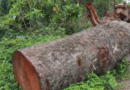 Khúc gỗ