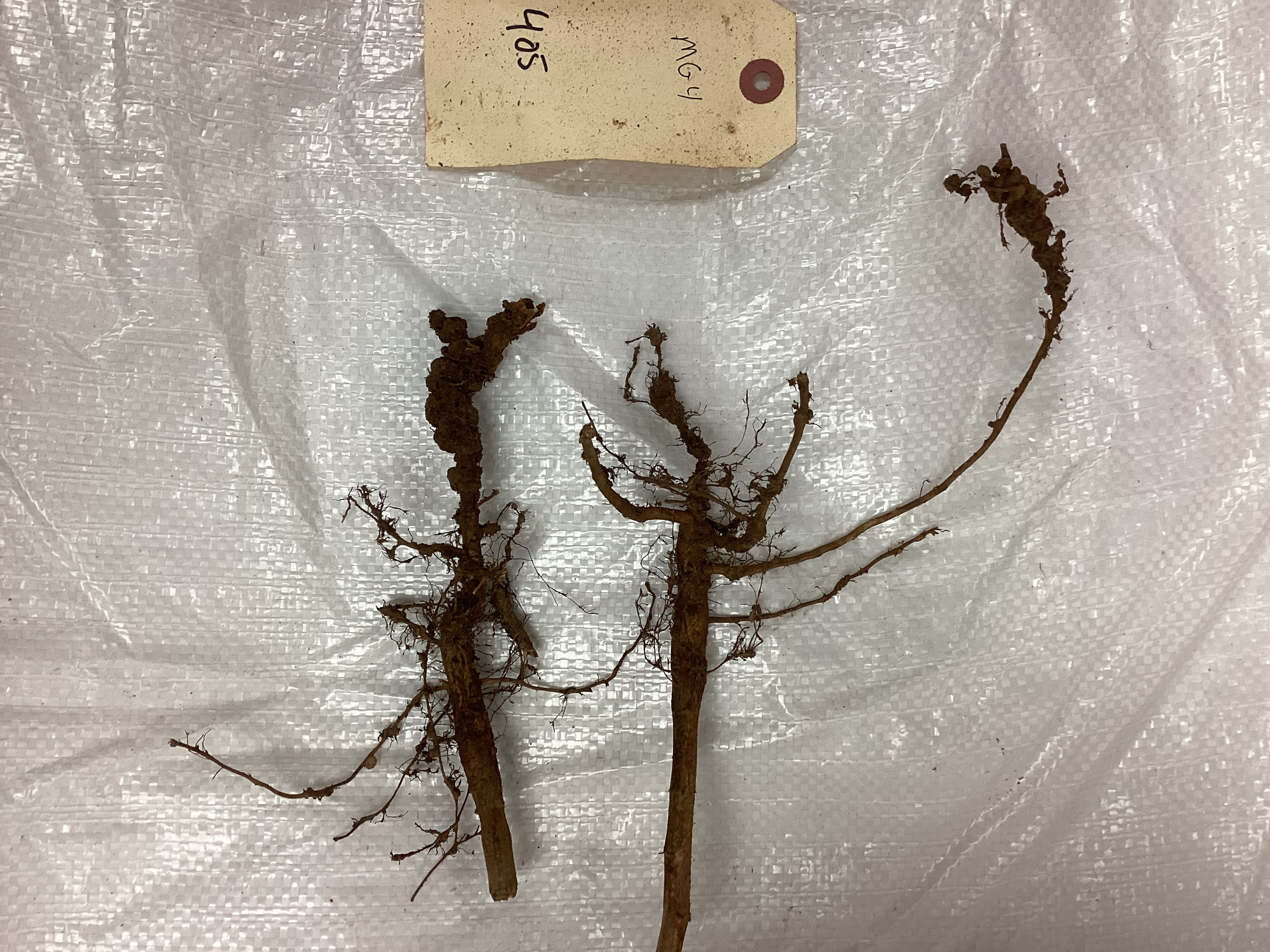 Roots collected from the Root-Knot Nematode Screening Trial on September 4, 2026, for evaluation of root-knot nematode galling. | 2026-09-10