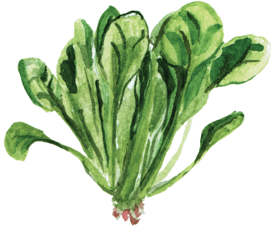 Baby Leaf Spinach — Tender, Washed & Ready