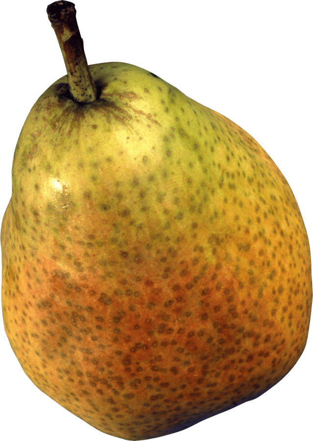 Conference Pears — Honeyed, Firm & Just Ripe