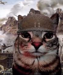 1000 yard stare cat - meme generator image preview