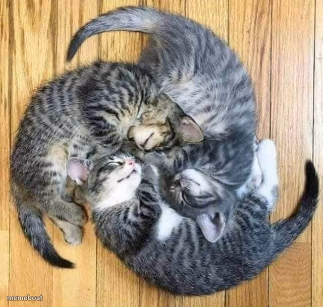 3Kittens - meme generator image preview