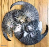 3Kittens