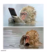 4 seconds after sending that risky text - Monkey