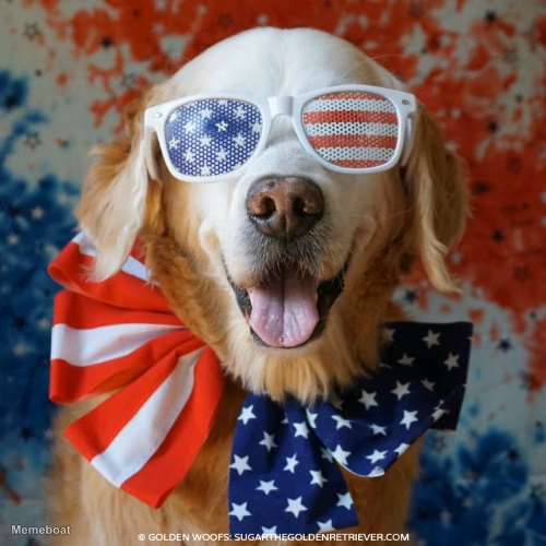 4th of July Dog - meme generator image preview