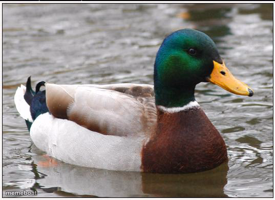 Actual Advice Mallard - meme generator image preview