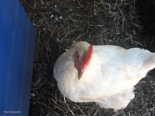Angry Chicken Boss - meme generator image preview
