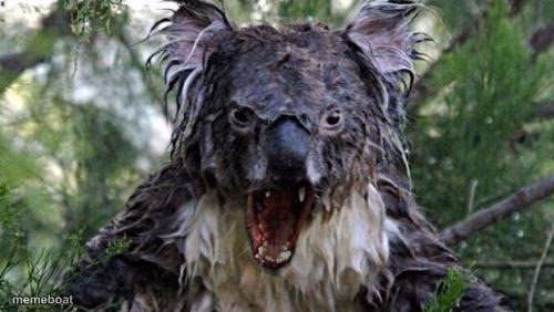 Angry Koala - meme generator image preview
