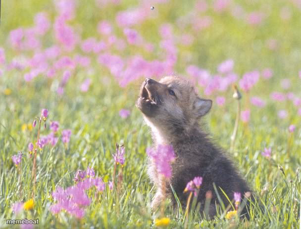 Baby Insanity Wolf - meme generator image preview