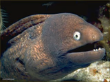 Moray Eel Stare