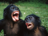 Laughing Bonobos
