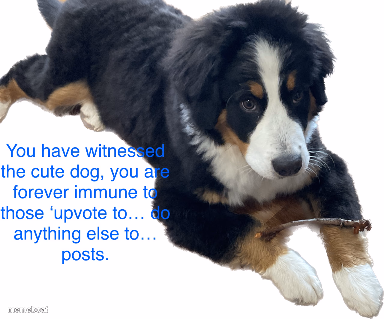 Dog - meme generator image preview