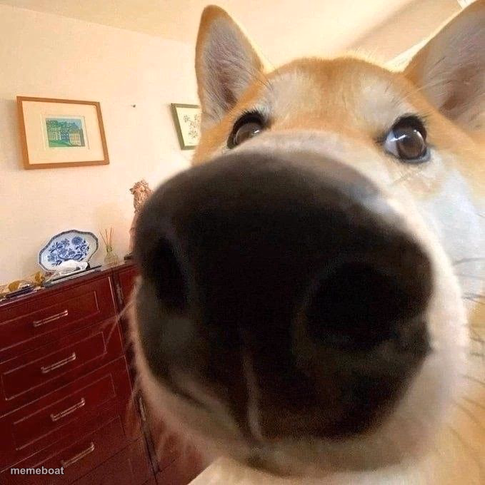 Dog - meme generator image preview