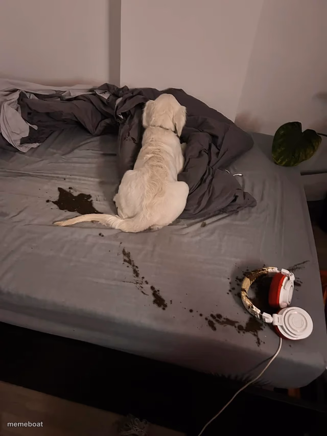 Dog - meme generator image preview