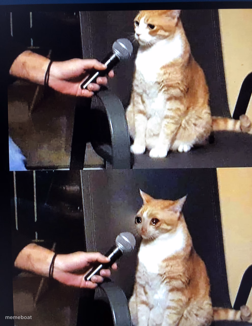 Cat interview crying - meme generator image preview
