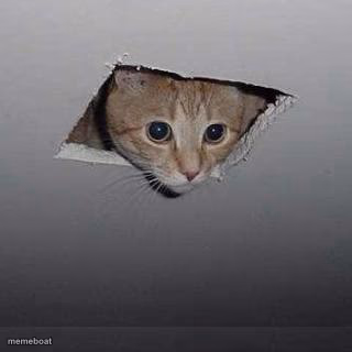 Ceiling Cat - meme generator image preview
