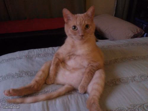 Chester The Cat - meme generator image preview
