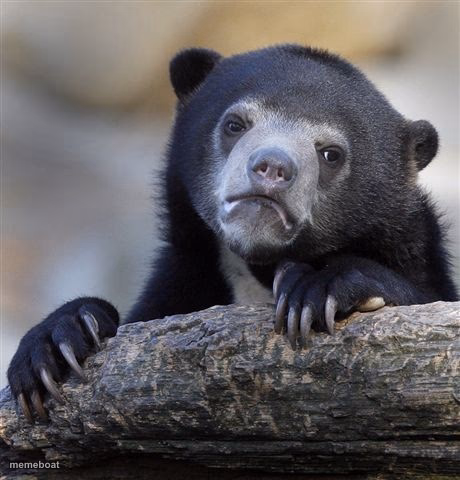 Confession Bear - meme generator image preview