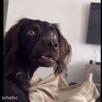 Confused dog - meme generator image preview