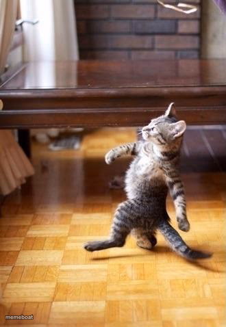 Cool Cat Stroll - meme generator image preview
