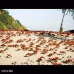 Crab Rave - meme generator image preview