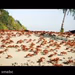 Crab Rave