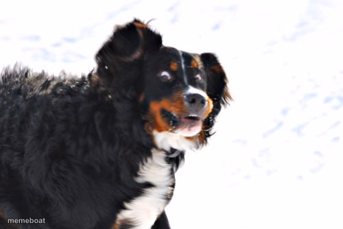 Crazy Dawg - meme generator image preview