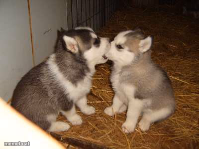 Cute Puppies - meme generator image preview