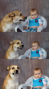Dad Joke Dog