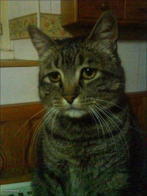 Depressed Cat - meme generator image preview