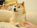 Doge 2