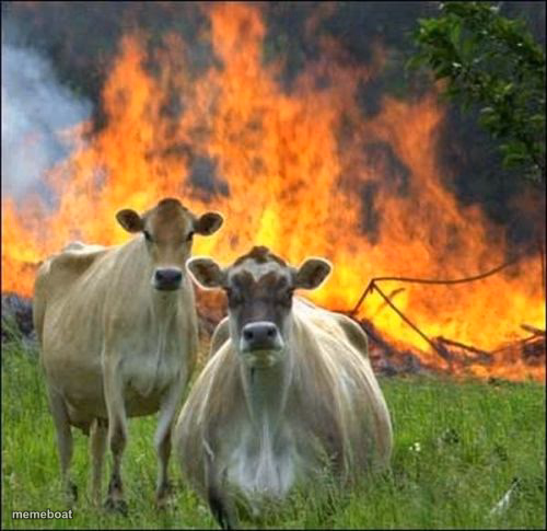 Evil Cows - meme generator image preview