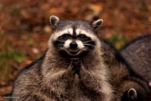 Evil Plotting Raccoon - meme generator image preview