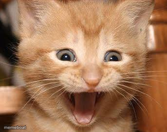 Excited Cat - meme generator image preview