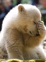 Facepalm Bear