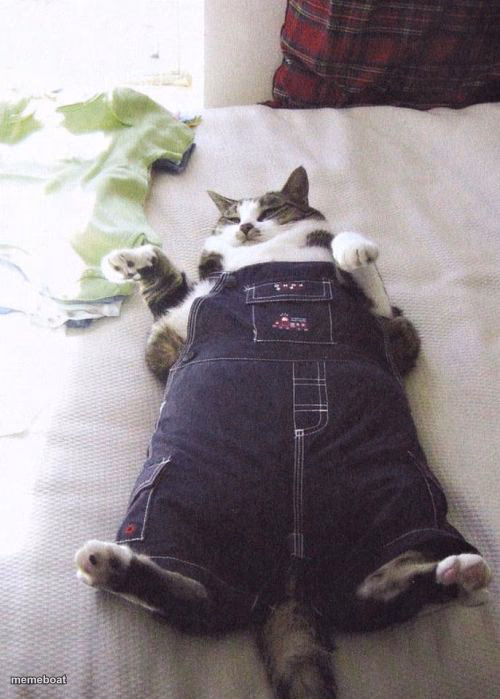 Fat Cat - meme generator image preview