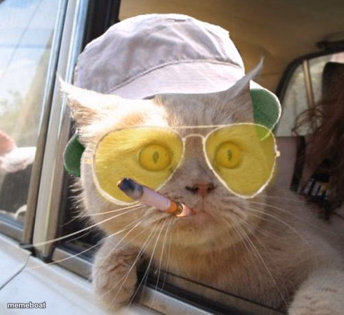 Fear And Loathing Cat - meme generator image preview